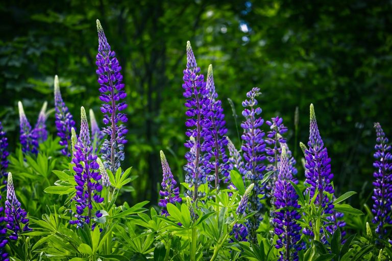 lupin plantare si ingrijire