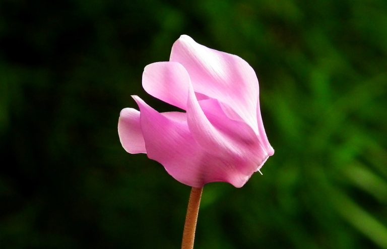 cyclamen plantare