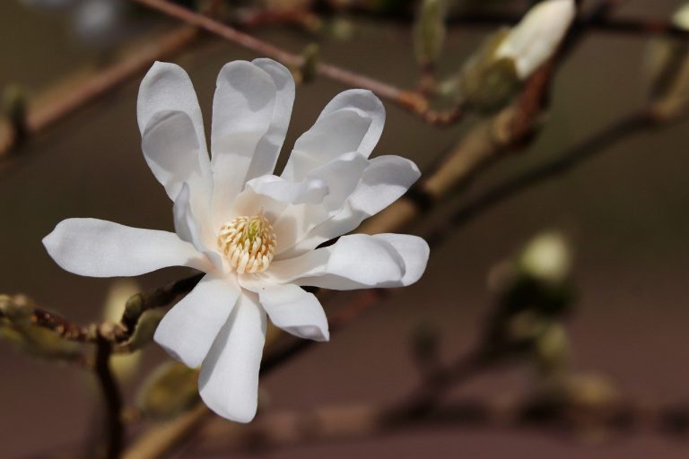 plantare magnolie primavara