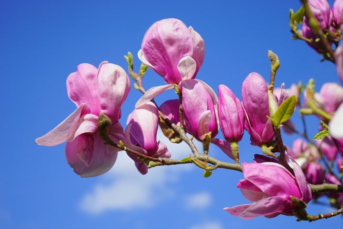 la cat timp dupa plantare infloreste magnolia