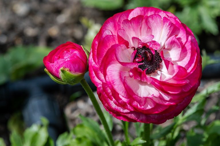 ranunculus plantare si ingrijire