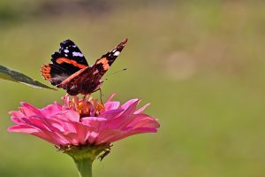 Celule stem: cum pot influenta medicina viitorului?