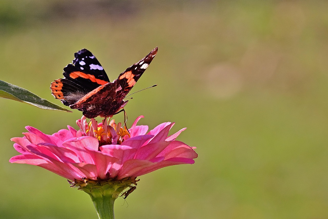 Celule stem: cum pot influenta medicina viitorului?