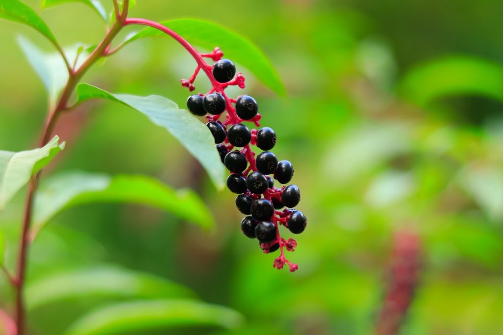 branca ursului tiroida