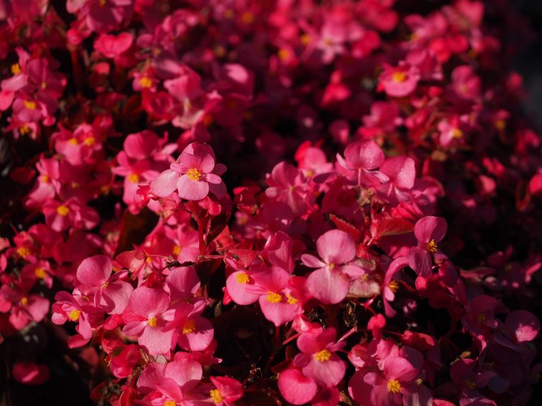 begonia rosie in ghiveci ingrijire
