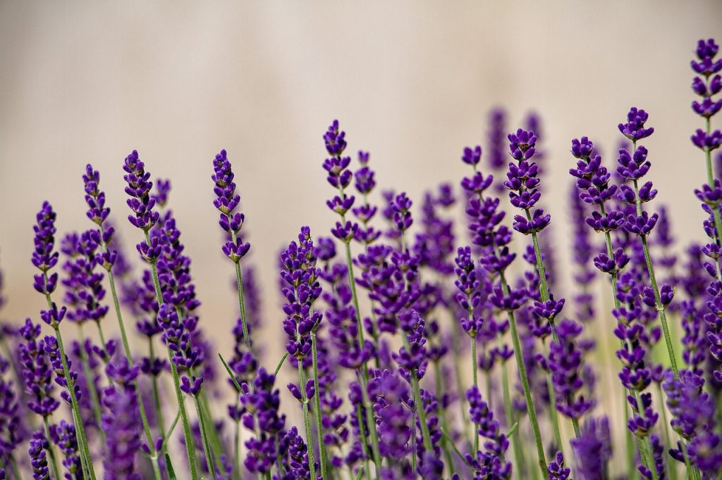 cand se culege lavanda