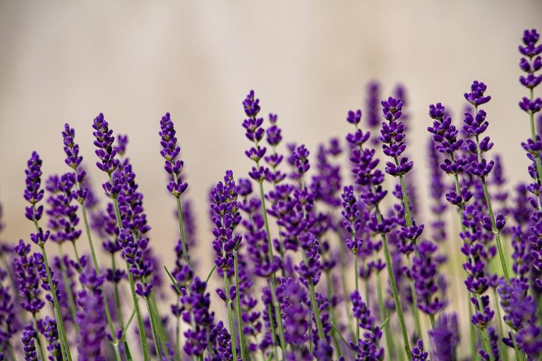 cand se culege lavanda
