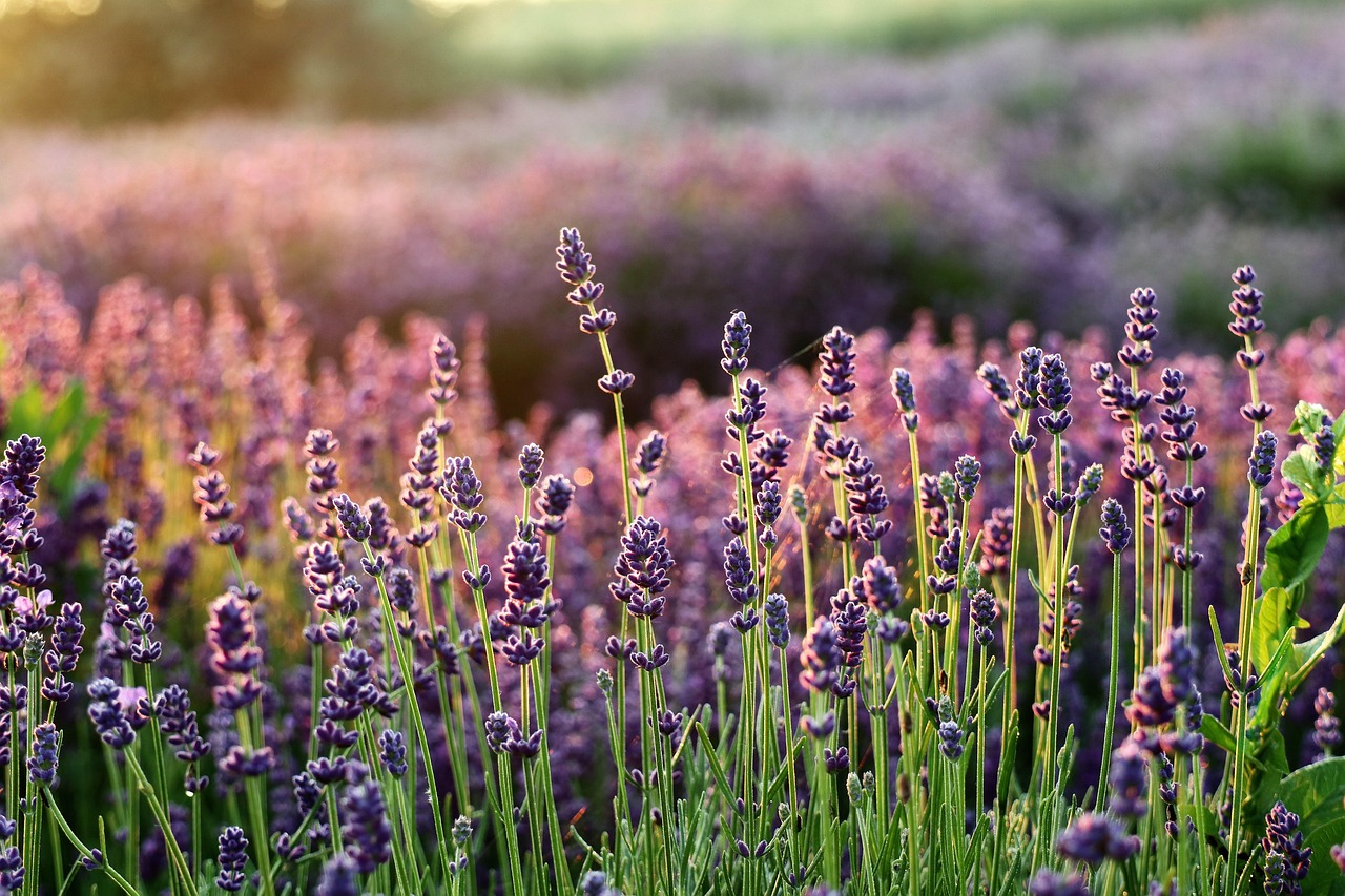 cum se taie lavanda
