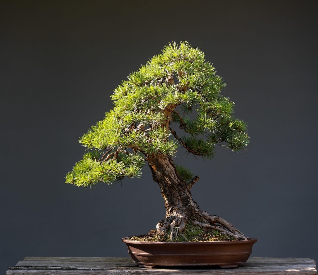 de ce cad frunzele la bonsai