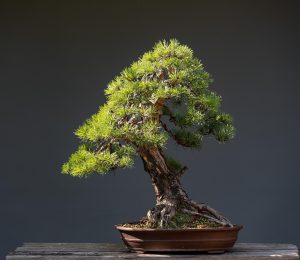 de ce cad frunzele la bonsai