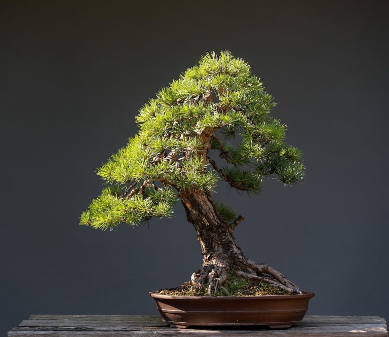 de ce cad frunzele la bonsai