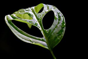 monstera ingrijire