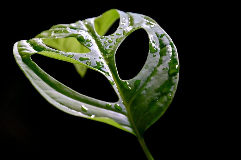 monstera ingrijire