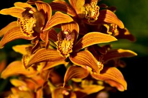 orhidee cymbidium ingrijire