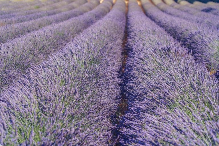 cand se planteaza lavanda