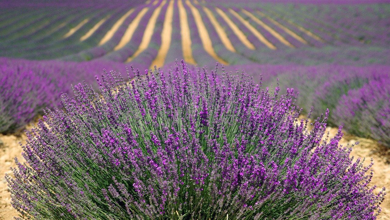 cand se tunde lavanda