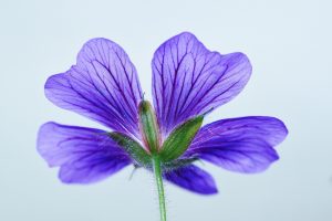 frunza de muscata beneficii