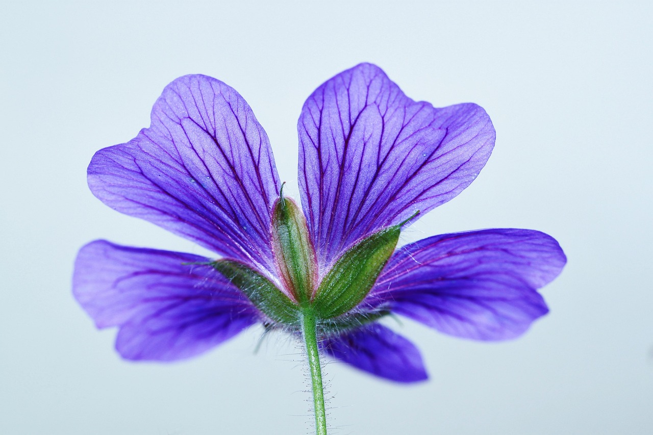 frunza de muscata beneficii