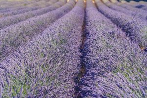 ingrijire lavanda curte
