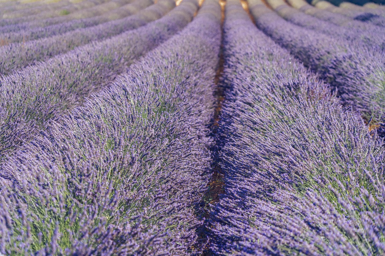 ingrijire lavanda curte