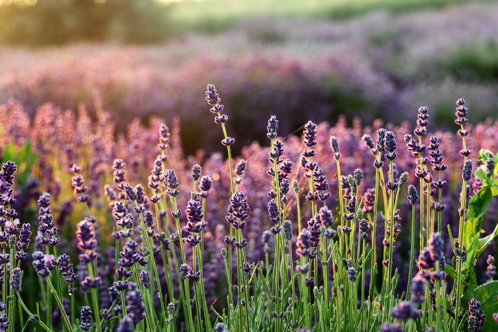 lavanda beneficii