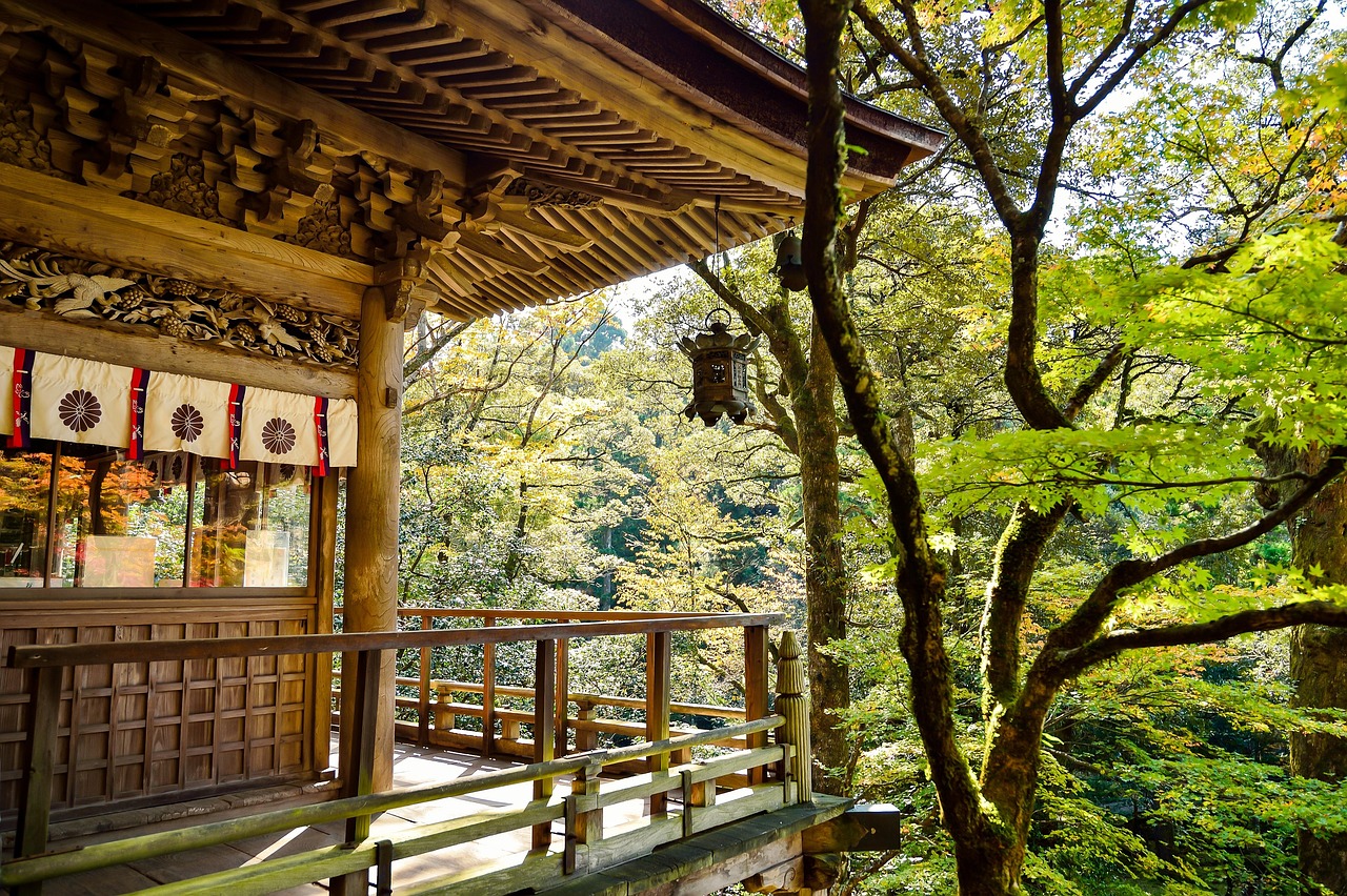 tratament naturist purici trandafir japonez