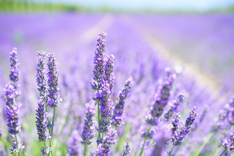 cand se planteaza lavanda primavara