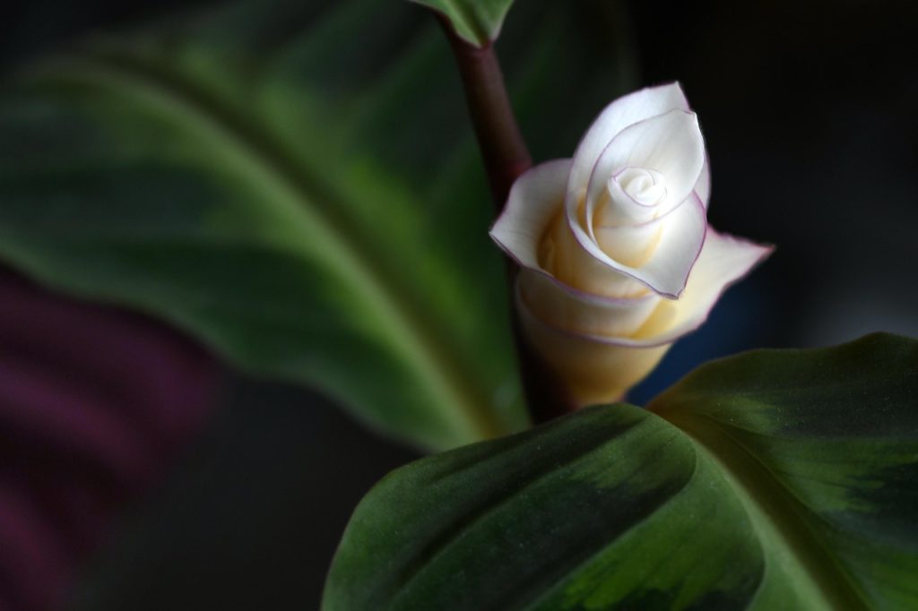 de ce se usuca frunzele la calathea