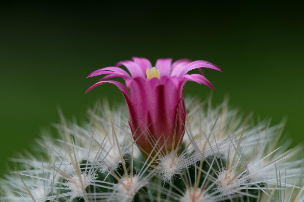 inmultire craciunita cactus
