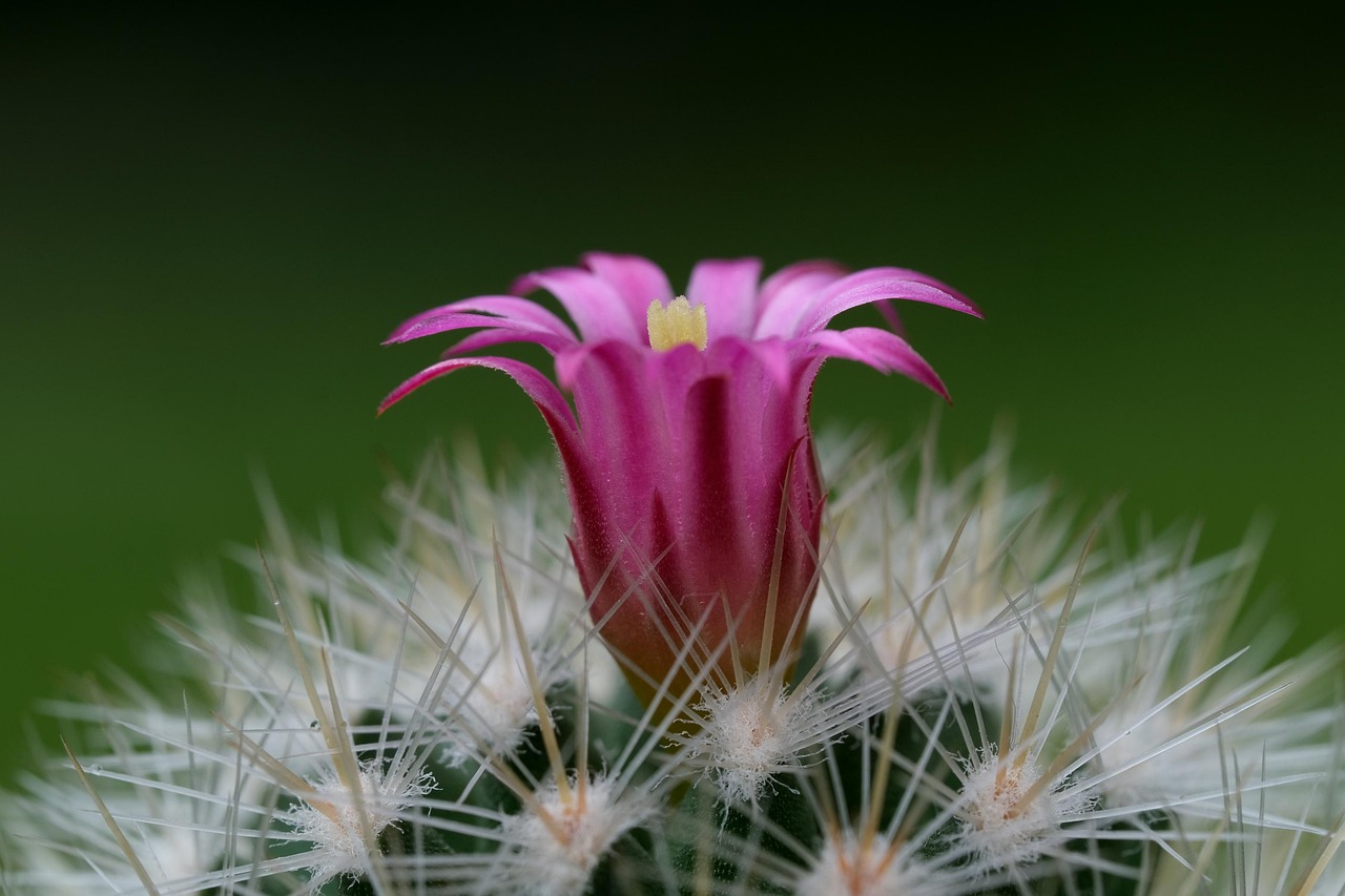 inmultire craciunita cactus